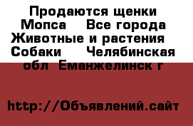 Продаются щенки Мопса. - Все города Животные и растения » Собаки   . Челябинская обл.,Еманжелинск г.